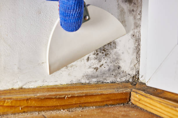 Best Residential Mold Inspection & Testing  in Flora, AL